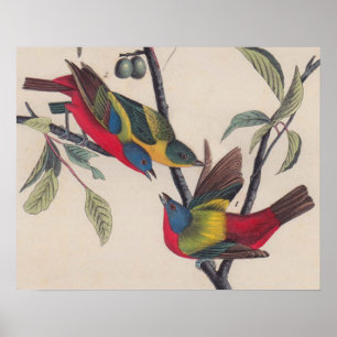 Póster Pássaro Antiguado Pintado com Audubon