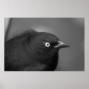 Póster Pássaro assustador de Hitchcock