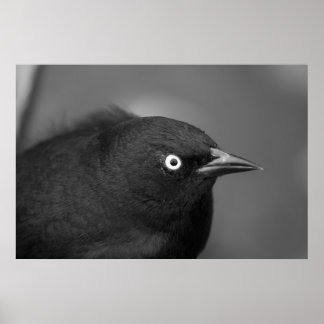 Póster Pássaro assustador do Hitchcock