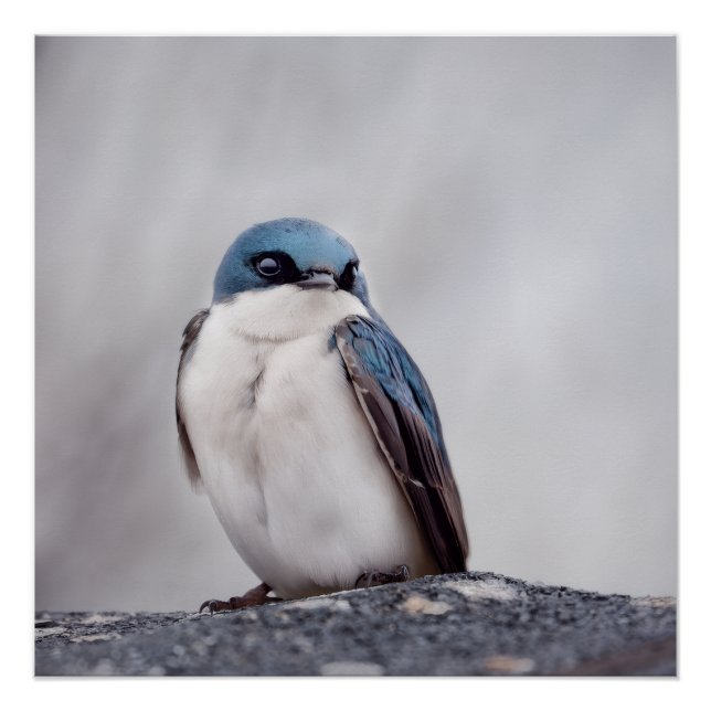 Póster Pássaro Azul (Frente)