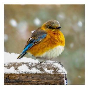 Póster Pássaro-azul-do-leste na Neve - Fotografia Origina