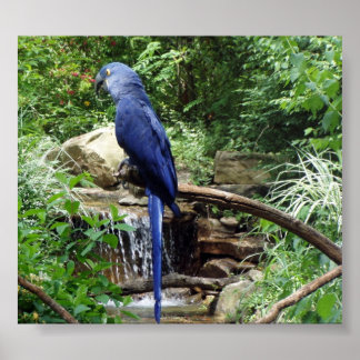 Poster Pássaro Azul do Paraíso