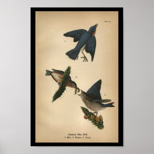 Póster Pássaro Azul-Impressão de 1890