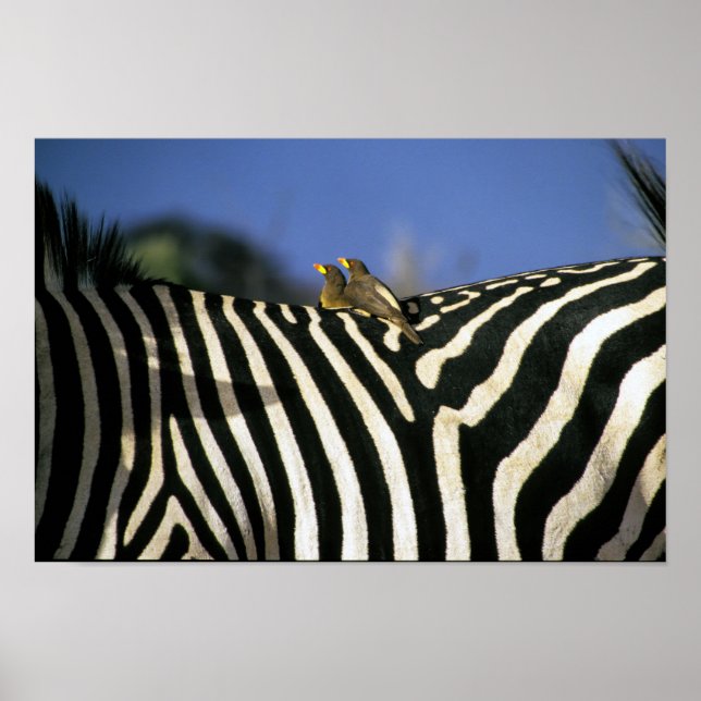 Poster Pássaro-bicho-da-bico-vermelho em uma Zebra de vol (Frente)