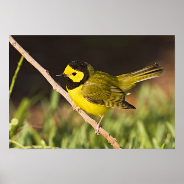 Poster Pássaro-bicudo (Wilsonia citrina) (Frente)