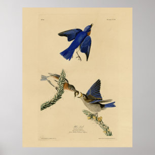 Poster Pássaro Bluebird oriental das Aves da América de A