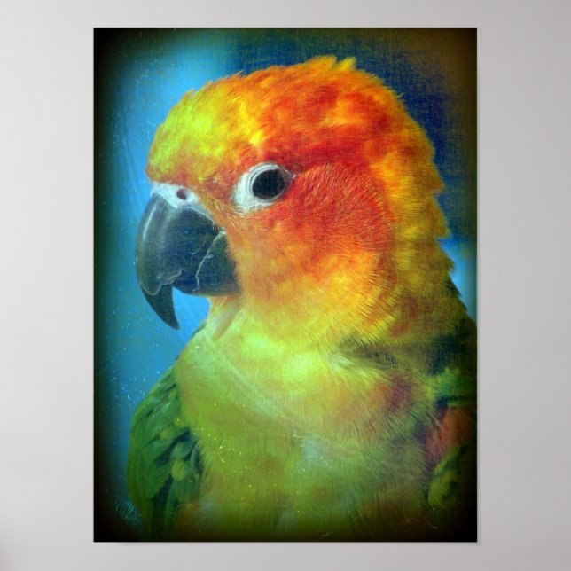 Póster Pássaro bonito (Frente)