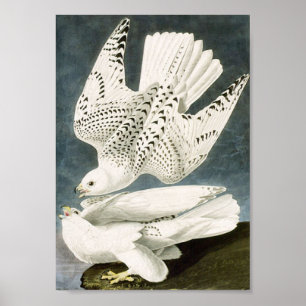Poster Pássaro branco do branco de Audubon Gyrfalcon