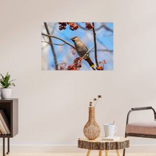 Poster Pássaro Canadiano, Waxwing Boêmian Brown