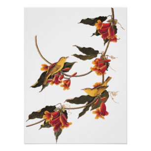 Póster Pássaro Canino da Rathbone em Crossvine