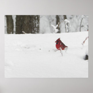 Poster Pássaro Cardeal na Foto da Neve de inverno