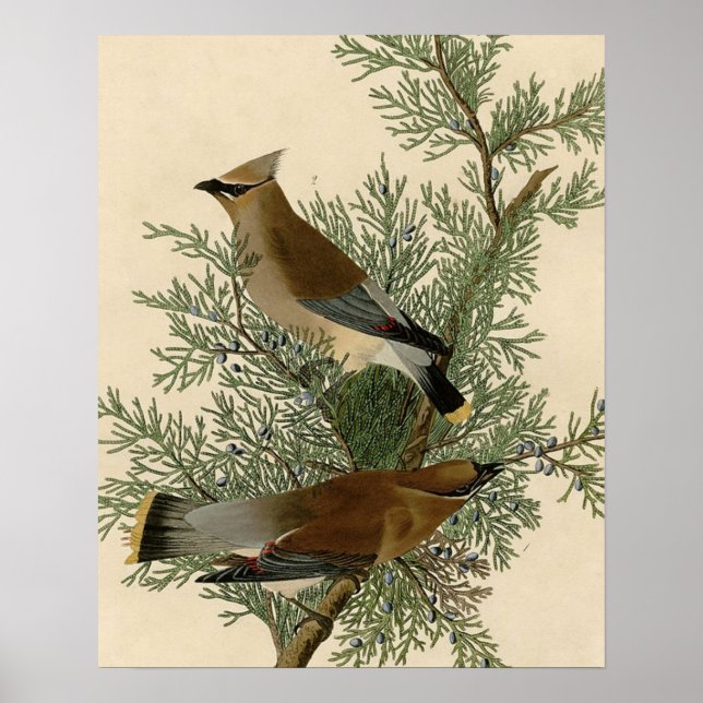 Póster Pássaro Cera-de-cedro de Audubon (Frente)
