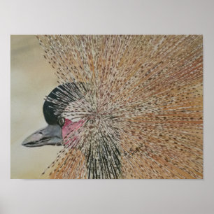 Poster Pássaro Crano Africano Pendente