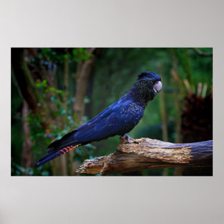 Póster Pássaro-da-batuta