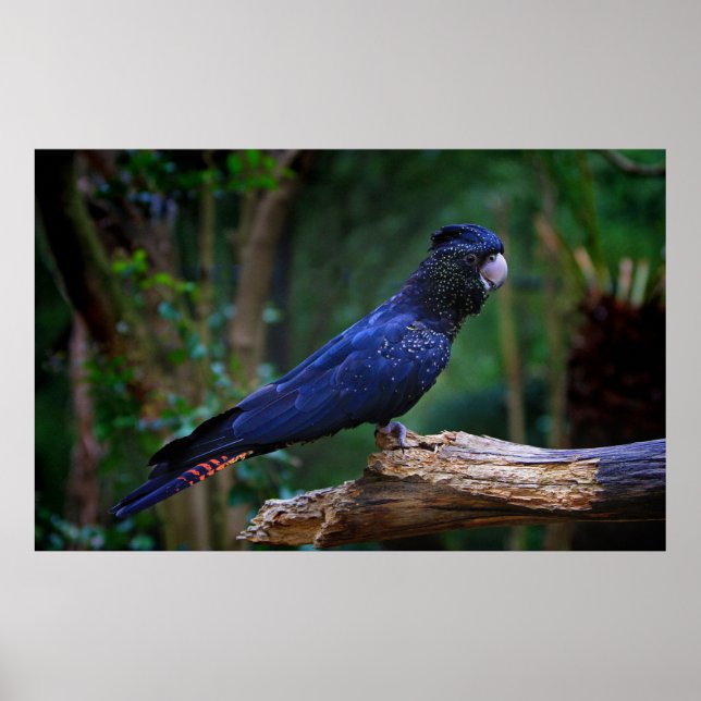 Póster Pássaro-da-batuta (Frente)