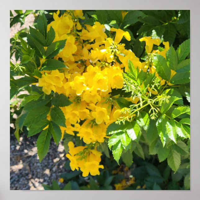 Poster Pássaro da Flor do Paraíso Foto (Frente)