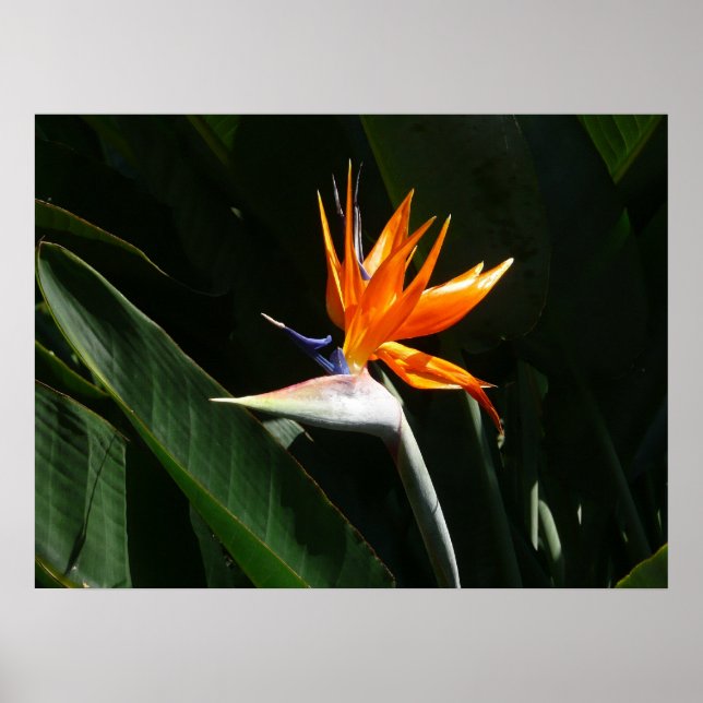 Poster Pássaro da Flor Tropical Laranja do Paraíso (Frente)