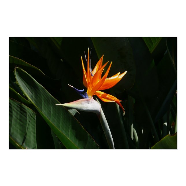 Póster Pássaro da Flor Tropical Laranja do Paraíso (Frente)