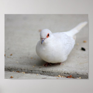 Póster Pássaro da pomba