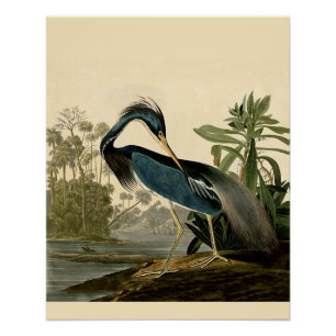 Póster Pássaro de água da garça-real de Audubon Louisi