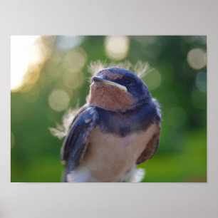 Poster Pássaro de bebê