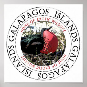 Poster Pássaro de Frigação do excelente