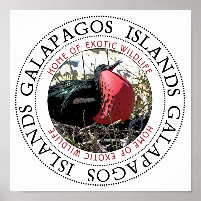 Poster Pássaro de Frigação do excelente (Frente)