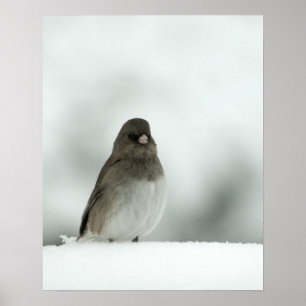 Poster Pássaro de inverno