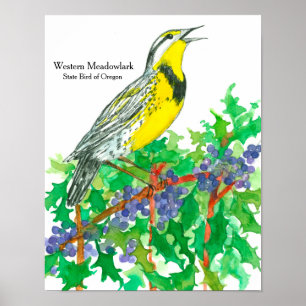 Póster Pássaro de Meadowlark Ocidental da Aquarela