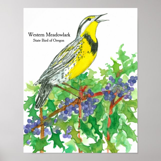 Póster Pássaro de Meadowlark Ocidental da Aquarela (Frente)