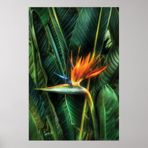 Poster Pássaro de paraíso