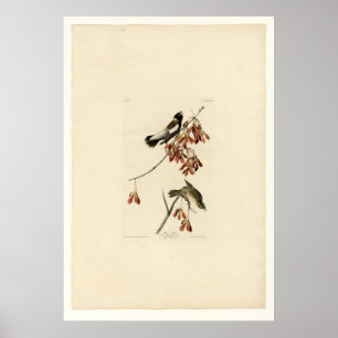 Póster Pássaro do arroz