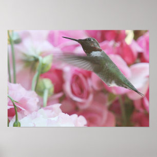 Póster Pássaro-do-mar nas flores rosa da primavera