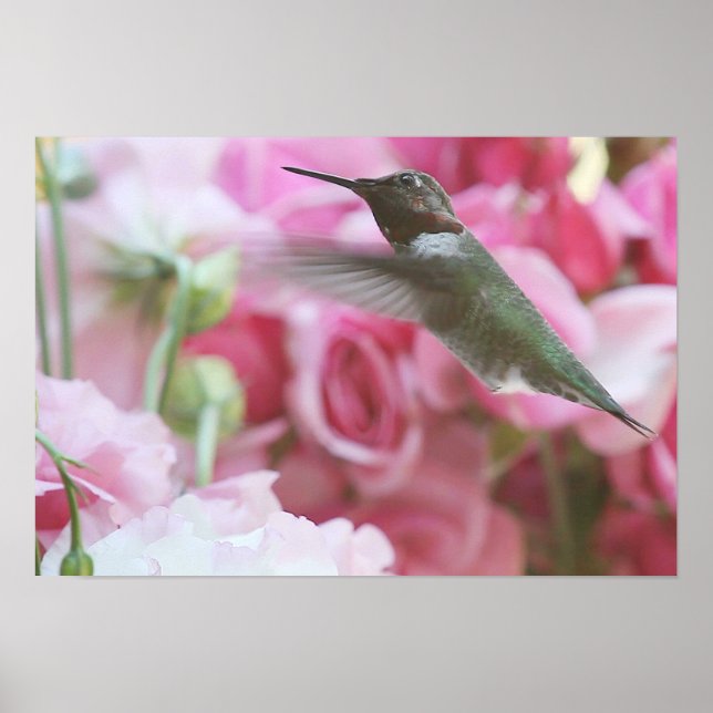 Póster Pássaro-do-mar nas flores rosa da primavera (Frente)