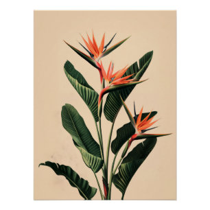 Póster Pássaro do Paraíso