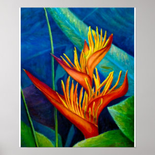 Póster Pássaro do Paraíso