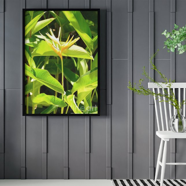 Póster Pássaro do Paraíso (Criador carregado)