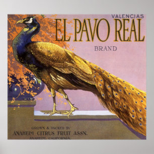 Póster Pássaro do pavão do Pavo do EL da arte da etique