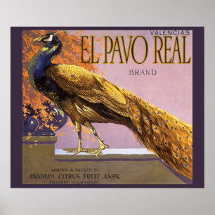 Póster Pássaro do pavão do Pavo do EL da arte da etique
