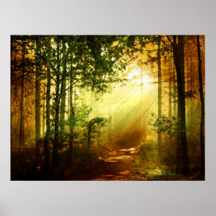 Póster Pássaro do sol