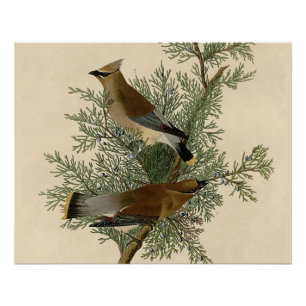 Póster Pássaro do Waxwing de cedro de Audubon