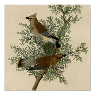 Póster Pássaro do Waxwing de cedro de Audubon