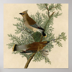 Póster Pássaro do Waxwing de cedro de Audubon