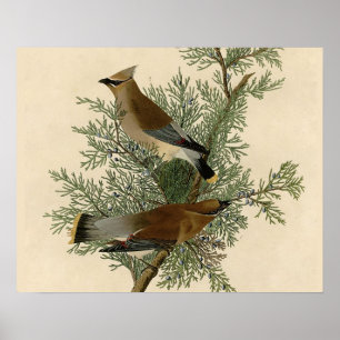 Póster Pássaro do Waxwing de cedro de Audubon