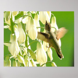 Poster Pássaro do zumbido