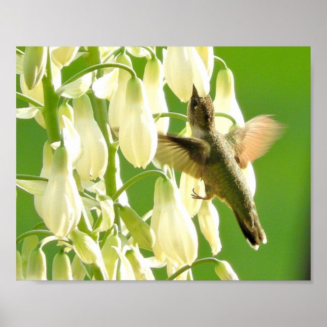 Poster Pássaro do zumbido (Frente)