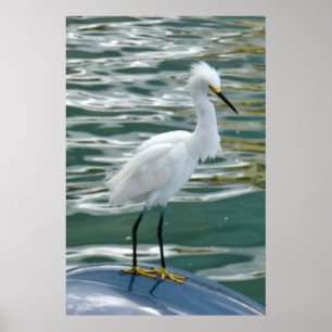 Poster Pássaro Egret Incrível