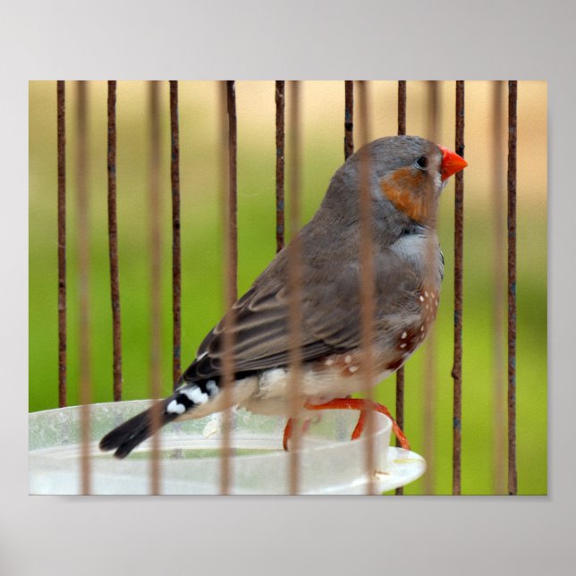 Póster Pássaro Finch Zebra em gaiola (Frente)