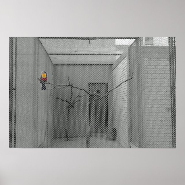 Póster Pássaro gaiado (Frente)