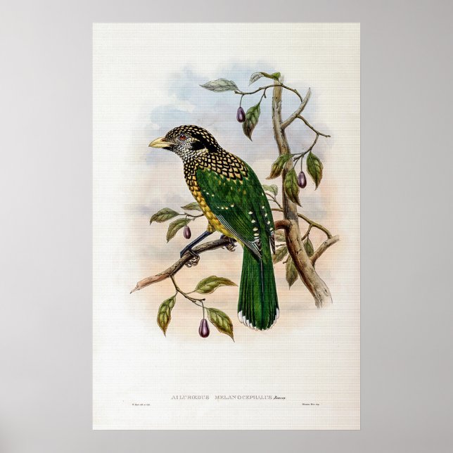 Poster Pássaro-gato-do-mato-preto de John Gould (Frente)